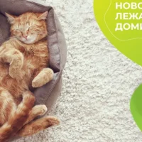 Удобный зоомагазин Планета Зоо на проспекте Фрунзе Фото 2 на проекте VetSpravka.ru Удобный зоомагазин Планета Зоо на проспекте Фрунзе Фото 2 на проекте VetSpravka.ru
